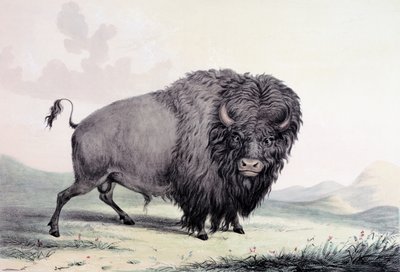 Un taureau de buffle broutant - George Catlin